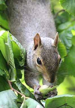 松鼠,動物,自然