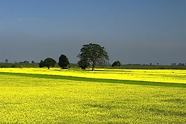 芥末,農業,培養