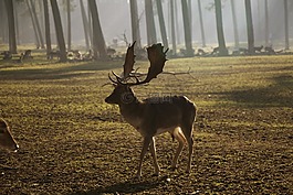 鹿茸,持有人,野生動物