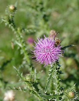 水飛薊,蜜蜂,花