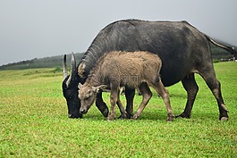 哺乳動(dòng)物,動(dòng)物,草坪
