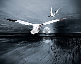 作曲,景觀,月球