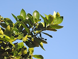 檸檬樹,樹,花卉