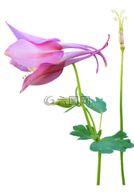 花,粉紅色,干