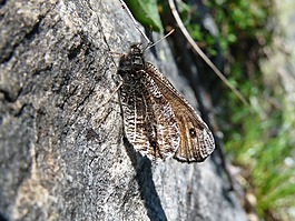 高山鱒,蝴蝶,模仿
