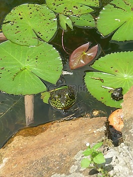 性質(zhì),青蛙,蟾蜍