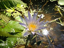 花菜類,花卉,鮮花