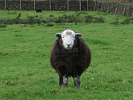 herdwick,羊,动物