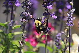 蜜蜂,熊蜂,鮮花