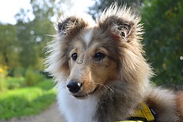 狗,婊子設(shè)得蘭群島牧羊犬,小狗