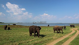 斯里蘭卡,大象,小象