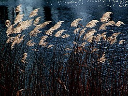 海草,水生植物,水