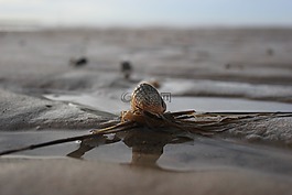 外殼,北海,瓦登海