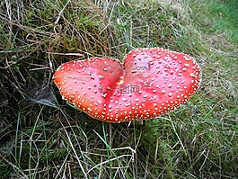 飛木耳,蘑菇,紅色