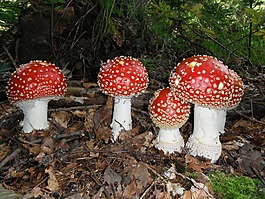 飛木耳,蘑菇,紅色