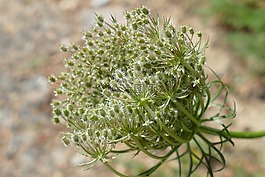 長笛藥草,峨?yún)?絲網(wǎng)花