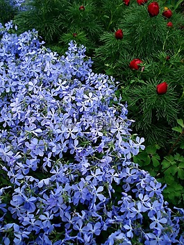 鮮花,春天的花朵,藍色花