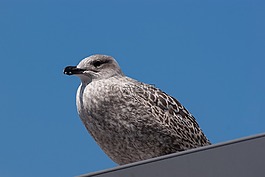 海鷗,鳥(niǎo),春天