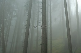 森林,薄霧,上午