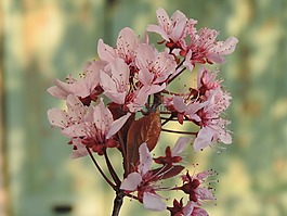 花卉,綠色,性質(zhì)