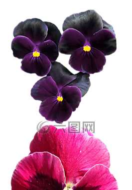 紫羅蘭,花,潘茜