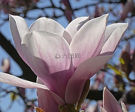 玉蘭,開花,背光