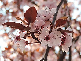 花卉,春天,春天的花朵