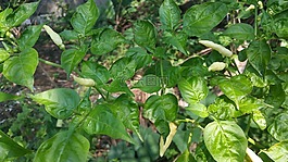 kochchi,kochchi辣椒,白kochchi辣椒