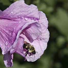 花,玫瑰,開花