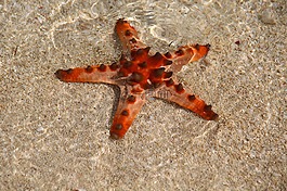 海星,水,海