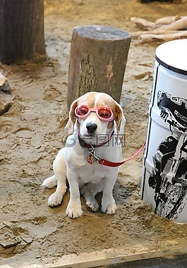狗,動物,規格