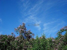 景觀,自然,盛開(kāi)