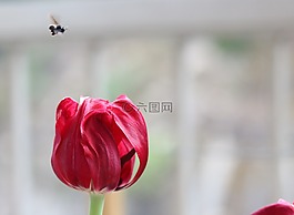 郁金香,花卉,大黃蜂類