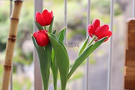 郁金香,花卉,花園