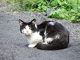 貓,動物,小貓