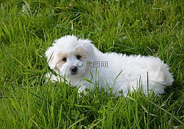 小狗狗,棉花圖萊亞爾,動(dòng)物