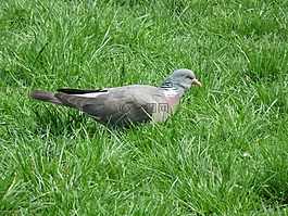 鴿子,戶外,鳥