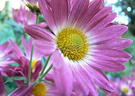 花,雛菊,花的