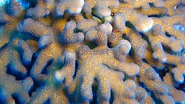 珊瑚,水,環(huán)礁