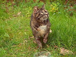 貓,野生貓科動物,草