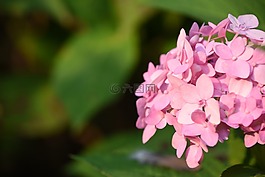 繡球莢蒾,花卉,粉色