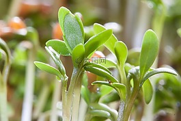 水芹,幼苗,植物
