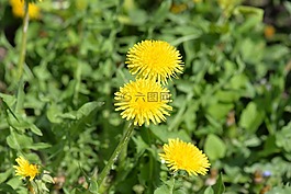 蒲公英,開(kāi)花,宏