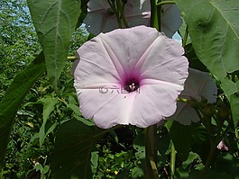 美麗,鮮花,美麗的花