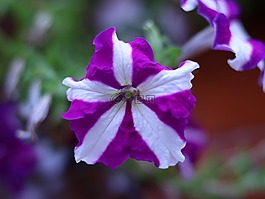 花卉,矮牽牛,花園