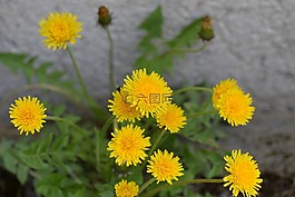 蒲公英,開(kāi)花,花