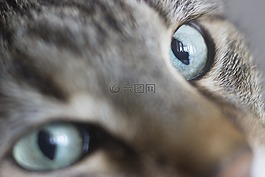 貓,眼睛,寵物