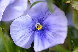 潘茜,開(kāi)花,紫