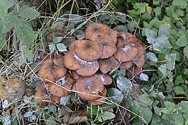 蘑菇,秋季,布朗