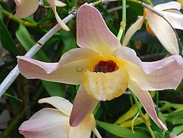 蘭花,植物區(qū)系,異國情調(diào)